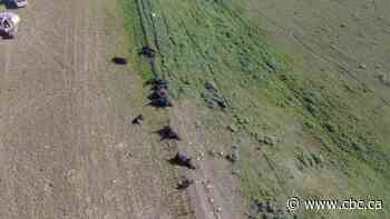 Saskatchewan couple loses nearly 30 cattle to lightning strike