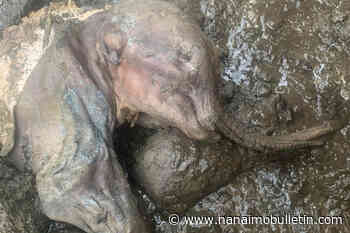 Mummified baby woolly mammoth discovered in Yukon was likely weeks old when she died