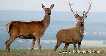 Cervi In Strada Tra Magliano Dei Marsi E Massa D'Albe » Terre Marsicane - Terre Marsicane