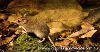 Nth Qld dunnarts separated by 1800km - Gloucester Advocate
