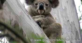 $18m fines sought for felled koala trees - Gloucester Advocate