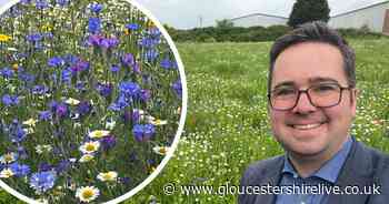 Pledge to plant more wildflower meadows to brighten up Gloucester and help bees thrive - Gloucestershire Live