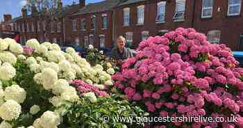 Gloucester garden bursting with colour is stopping people in their tracks and becoming a 'tourist attraction' - Gloucestershire Live