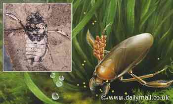 Fossils of 160-million-year-old water bugs are earliest example of insects protecting offspring