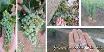 Manduria: Grandine sui vigneti di Primitivo di Manduria - La Voce di Manduria