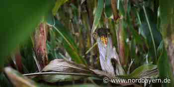 Landwirt pumpt bei Ansbach Weiher ab - um Maisfeld zu bewässern - Nordbayern.de