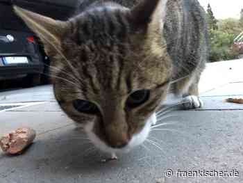 Ansbach: +++ Katze aus Motorraum befreit +++ – fränkischer.de - fränkischer.de