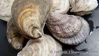 Chesapeake Bay Foundation ordered to stop work at 3 Virginia Beach reefs