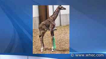Giraffe calf receiving veterinary care