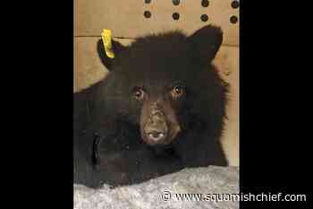 Sunshine Coast bear cub 'Sakinaw' returned to the wild - Squamish Chief