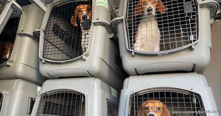 4,000 Beagles in Desperate Need of Homes After Medical Breeding Facility Shuts Down Over 70 Violations