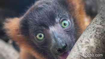 Fresno Chaffee Zoo needs your help to name its new baby lemur