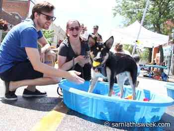Dogs and their owners gather downtown for Weekend Walkabout - Sarnia and Lambton County This Week