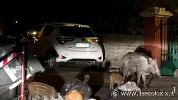 Scorribande di cinghiali, il vicesindaco di Rapallo: “500 euro per smaltire ogni carcassa. Per abbatterli non bastano i soldi” - Il Secolo XIX