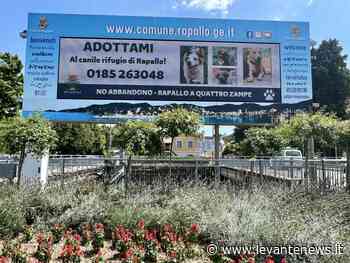 Rapallo: cani, campagna contro l’abbandono - LevanteNews.it
