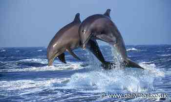Dolphins are so cultured they even enjoy listening to Beethoven and Bach, study suggests 