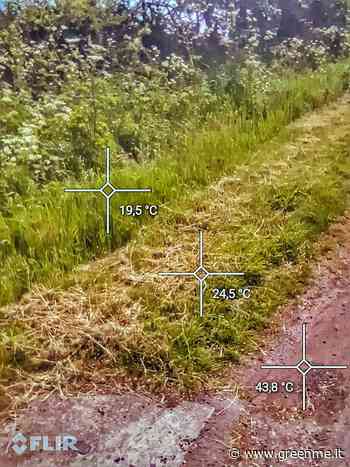 Ti spieghiamo perché dovresti lasciare l'erba un po' più alta, soprattutto durante le ondate di calore - greenMe.it