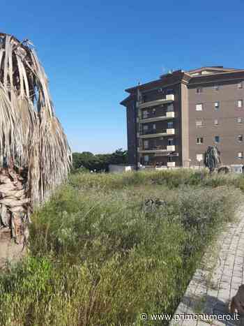 Erba alta in via dei Pruni, residenti preoccupati per incendi e non solo: “Ci sono serpenti e lì giocano i bambini” - Primonumero