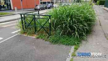 Erba alta, più soldi per tagliarla e pulire i cortili: stesse regole in tutte le circoscrizioni - TorinoToday