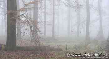 Code geel vanwege dichte mist in oosten en noordoosten - Zeelandnet