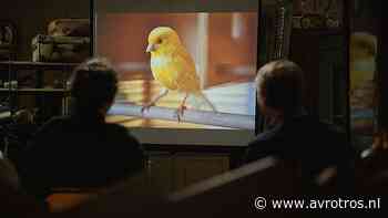 Verder kijken met Caspers: Geel - De kleuren van Caspers - AVROTROS