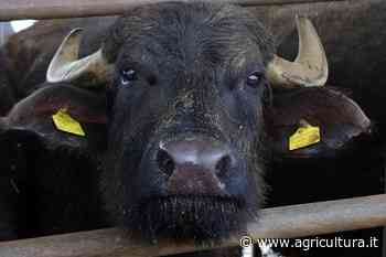 Brucellosi, Patriarca e Grimaldi (FI): comparto bufalino tradito da Regione Campania - Agricultura.it