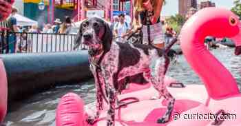 A huge pool party for dogs is happening in Eau Claire this month & it’ll be FREE to attend - Curiocity