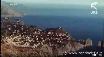 Capri nei Films: "Capri, Capri" la voce di Fred Bongusto, un Film musicale della Lounge Cinematica Films by Javier Di Granti - Capri Notizie - Caprinotizie Ag/Promediacom