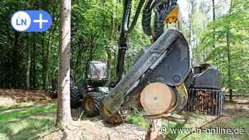 Baumfällarbeiten im Reinfelder Forst: Das steckt dahinter - Lübecker Nachrichten