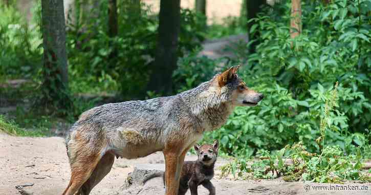 Veldensteiner Forst: Nachwuchs bei wild lebenden Wölfen - Fotofalle liefert den Beweis - inFranken.de