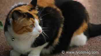 Lyon : ville la plus chère au niveau des tarifs vétérinaires - Lyon Mag