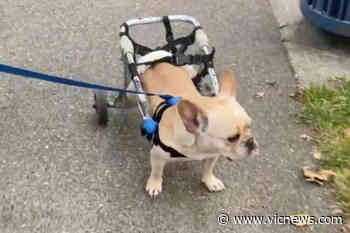 VIDEO: Animal crusader loans wheelchair for paralyzed pup ditched in Central Saanich - Victoria News