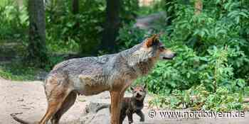 Beweisbild: Baby-Alarm bei wild lebenden Wölfen im Veldensteiner Forst - Nordbayern.de