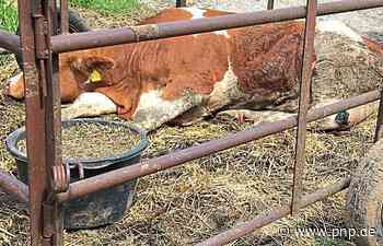 Geldstrafe für Landwirt aus Traunstein - Traunstein - Passauer Neue Presse - PNP.de