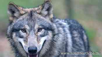 Umwelt - Steinfeld - Neue Wölfin: Nachwuchs an hessisch-bayerischer Grenze - Bayern - SZ.de - Süddeutsche Zeitung - SZ.de