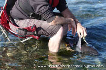 Stranded baby porpoise rescued after Vancouver Island hiker splashes into action – Ashcroft Cache Creek Journal - Ashcroft Cache Creek Journal