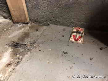 Pest expert explains rise of mouse population in Kenora area - DrydenNow.com