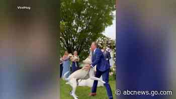 WATCH:  Dog crashes wedding