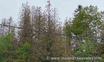 What's up with the brown cedar trees in Renfrew county? - Ottawa Valley News