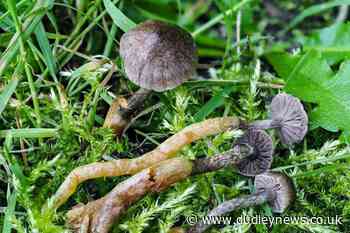 Species of fungus unknown to science found in the Cairngorms - Dudley News