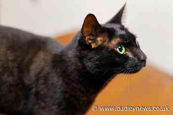 Rowdy the cat found three weeks after US airport escape - Dudley News