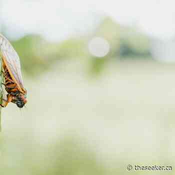 You sang ? I'm delighted :Well, dance now. - The Seeker Newsmagazine Cornwall - The Seeker