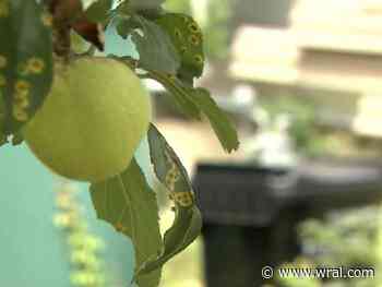 Durham expanding curbside composting program to 500 households - WRAL News