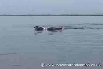 Watch: Dolphins spotted on Lancashire coast