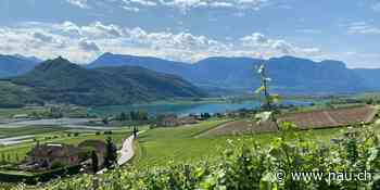 Weine genauer kennenlernen: lohnt sich eine Weinreise? - Nau.ch