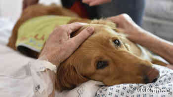 Ausbildung zu Therapiehund: DRK Fulda bietet Info-Spaziergänge an - HIT RADIO FFH