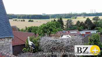 Störche brüten wieder über den Dächern von Nordsteimke