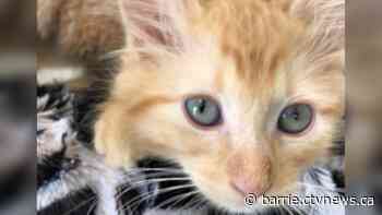 Adopt a cat during Furry Friends' Adopt-a-thon