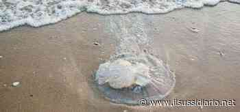 Cinese raccoglie meduse per mangiarle/ Jesolo choc, esperti: 'Cibo pericoloso' - Il Sussidiario.net