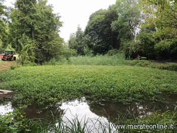 Merate: iniziati i lavori di pulizia e di manutenzione allo stagno di san Rocco - Merate Online